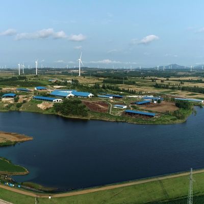 유제품 소 양 20+ 년 수명